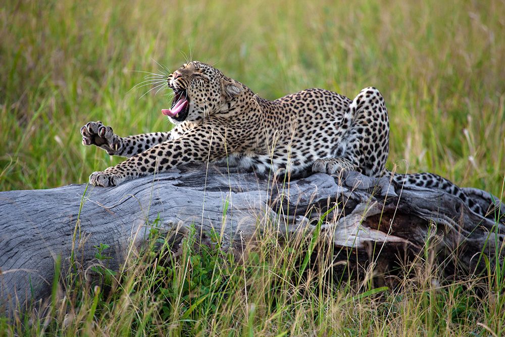Big Cat art print by Alessandro Catta for $57.95 CAD
