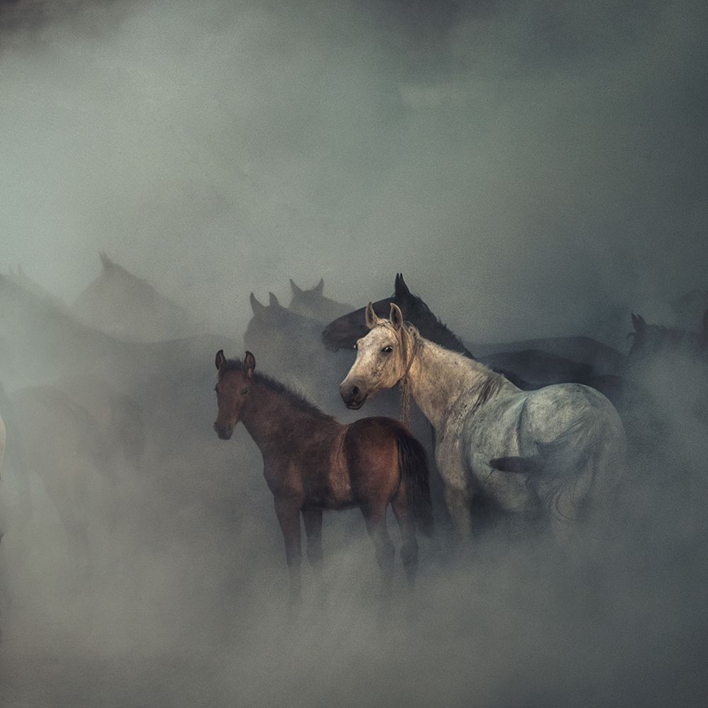 The lost horses art print by Huseyin Taskin for $57.95 CAD