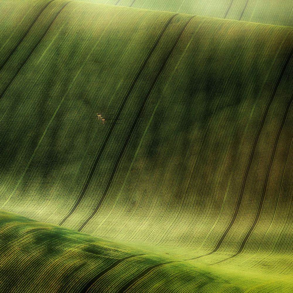 Green Fields art print by Piotr Krol for $57.95 CAD