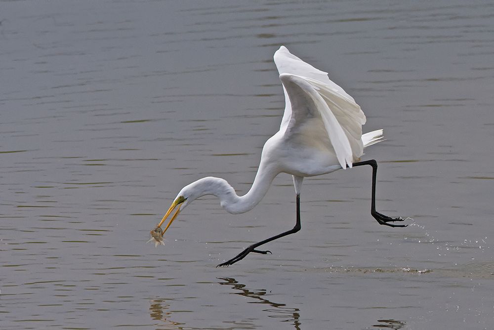 Great Egret art print by Ray Cooper for $57.95 CAD