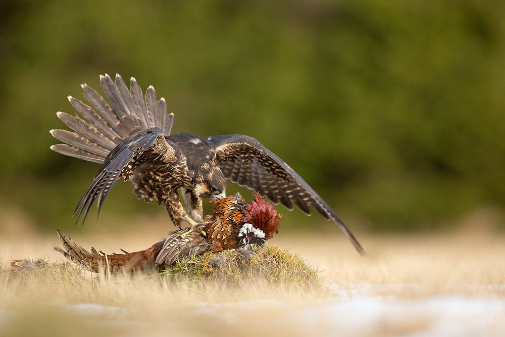 Peregrine Falcon art print by Milan Zygmunt for $57.95 CAD