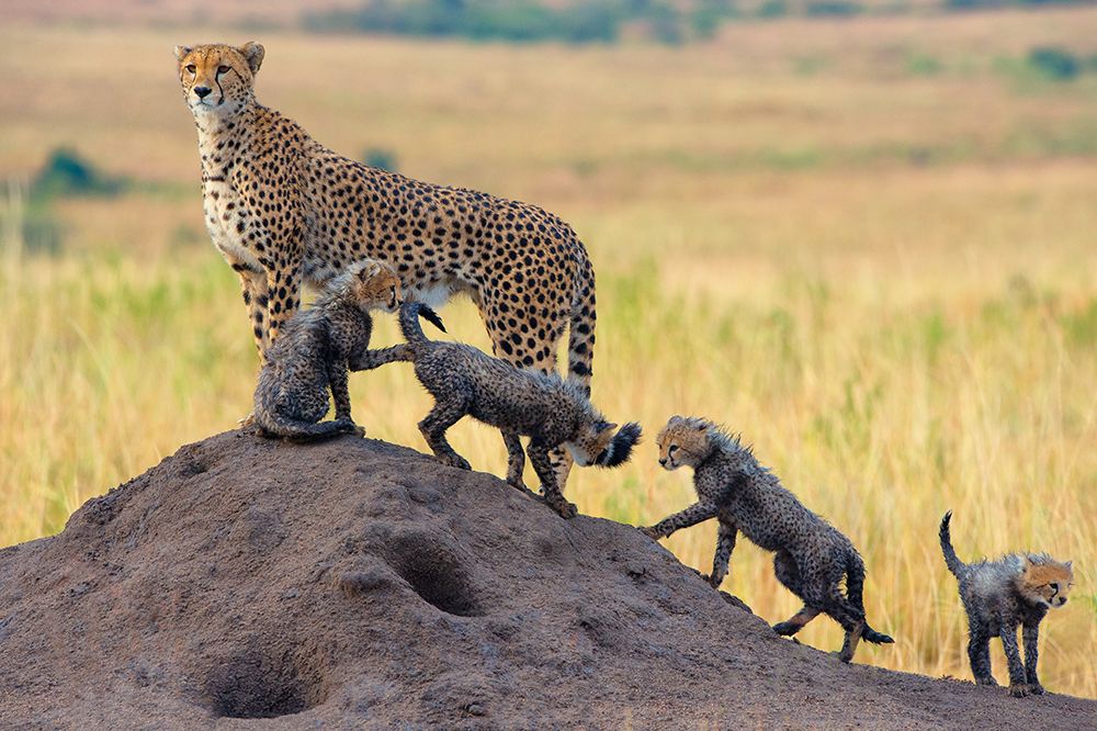 Family art print by Mohammed Alnaser for $57.95 CAD