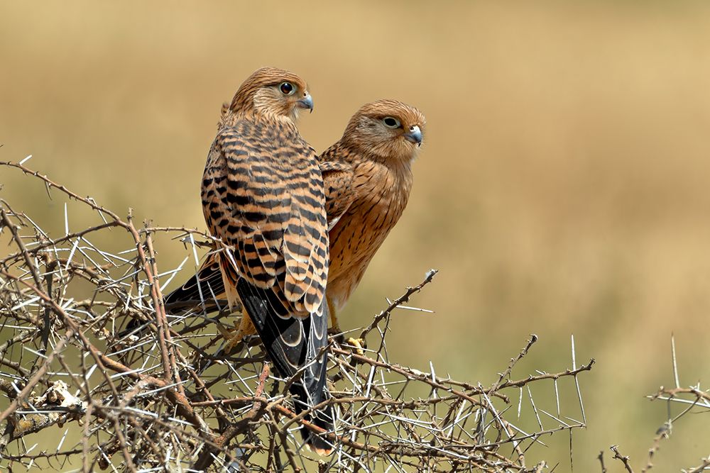 Kestrels couple art print by Nicolas Merino for $57.95 CAD