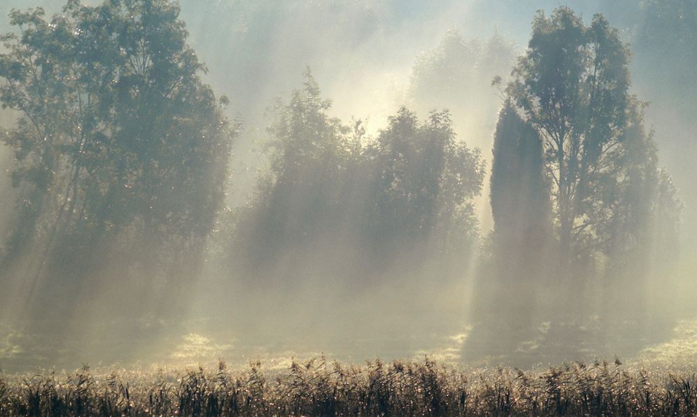 Misty Morning In The Forest. art print by Allan Wallberg for $57.95 CAD