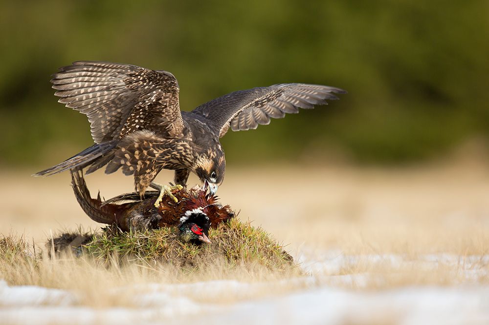 Peregrine Falcon art print by Milan Zygmunt for $57.95 CAD