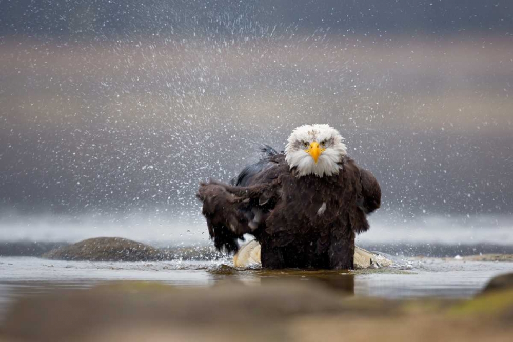 Bald Eagle art print by Milan Zygmunt for $57.95 CAD