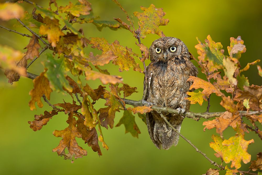 Eurasian scops owl art print by Milan Zygmunt for $57.95 CAD