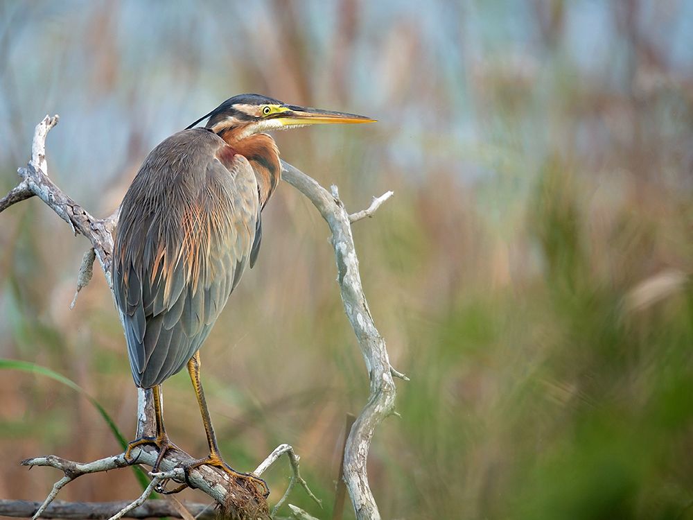 Purple Heron art print by Milan Zygmunt for $57.95 CAD