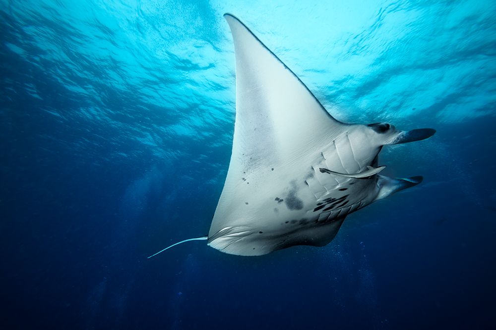 Manta Fly art print by Roberto Marchegiani for $57.95 CAD