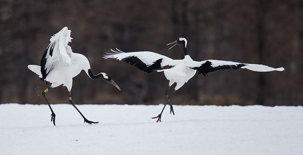 Snow dance art print by C.S. Tjandra for $57.95 CAD