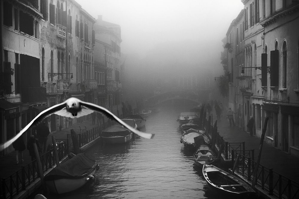 Seagull From The Mist art print by Stefano Avolio for $57.95 CAD
