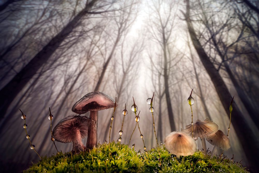 Small And Giant Creatures Of The Woods art print by Alberto Ghizzi Panizza for $57.95 CAD