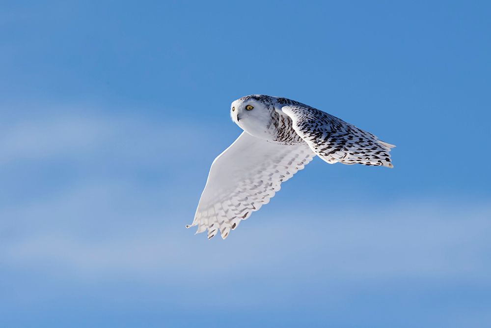 Snowy Owl art print by Phillip Chang for $57.95 CAD