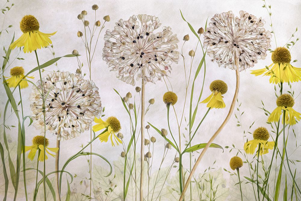 Alliums And Heleniums art print by Mandy Disher for $57.95 CAD