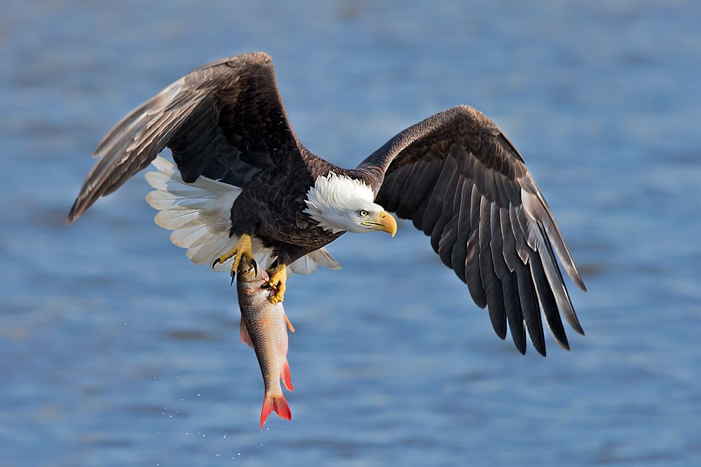 Bald Eagle Catching A Big Fish art print by Jun Zuo for $57.95 CAD