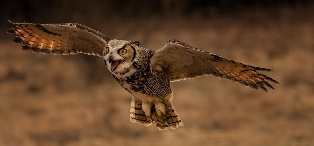 Great Horned Owl art print by Susan Breau for $57.95 CAD