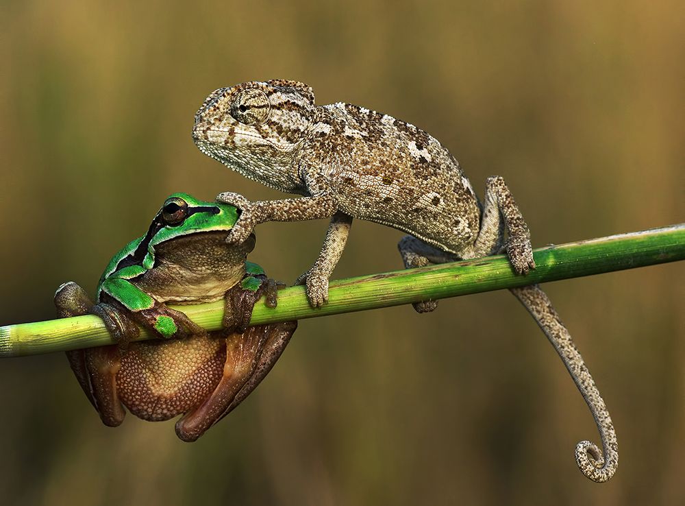 Shut up art print by Savas Sener for $57.95 CAD