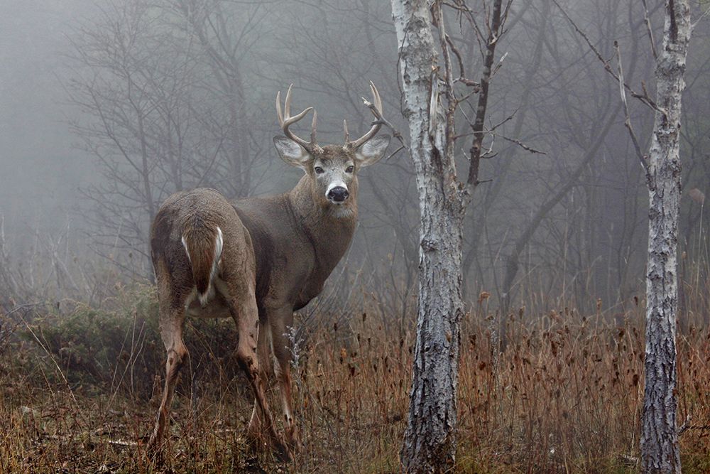 White-tailed buck - In the autumn fog art print by Jim Cumming for $57.95 CAD
