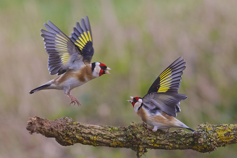 Dancing Goldfinch art print by Ray Cooper for $57.95 CAD