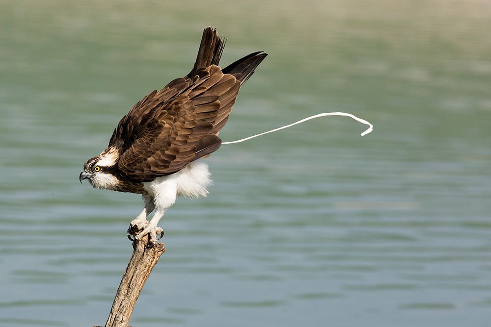 Osprey art print by Samir H. for $57.95 CAD