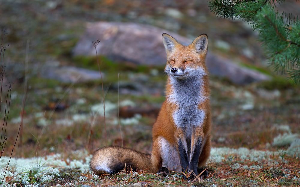 Fox Zen - Algonquin Park art print by Jim Cumming for $57.95 CAD