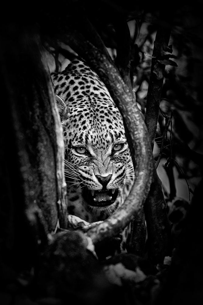 Leopards Lair art print by John Moulds for $57.95 CAD