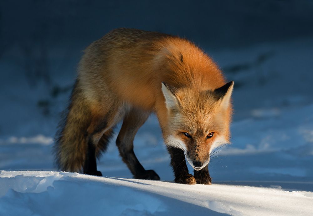 Red Fox art print by Susan Breau for $57.95 CAD