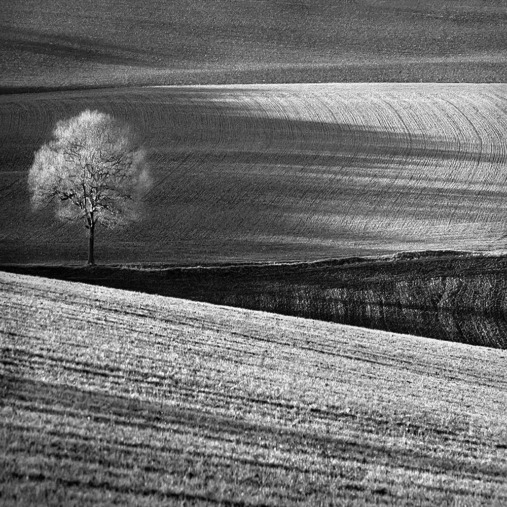 Fields And Tree art print by Clive Collie for $57.95 CAD