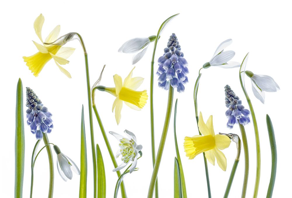 Spring art print by Mandy Disher for $57.95 CAD