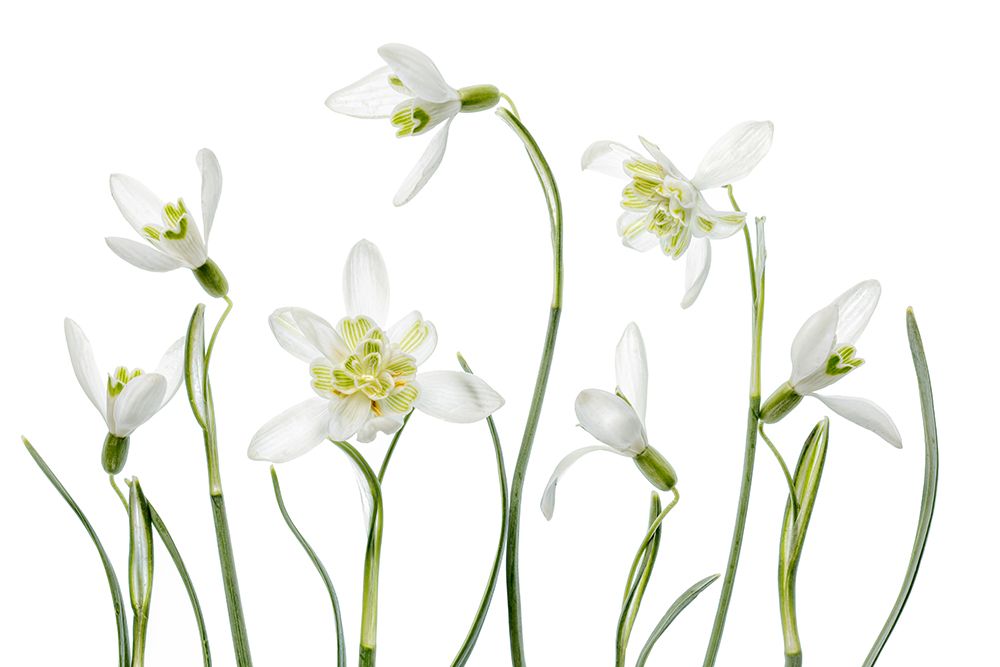 Spring Snowdrops art print by Mandy Disher for $57.95 CAD