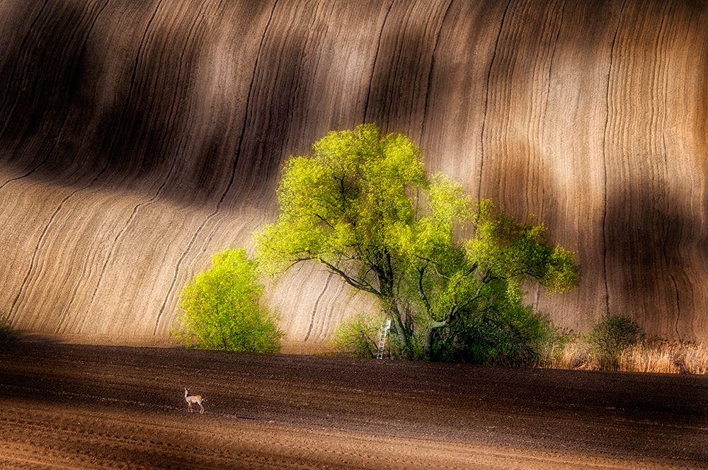 on the fields art print by Piotr Krol for $57.95 CAD