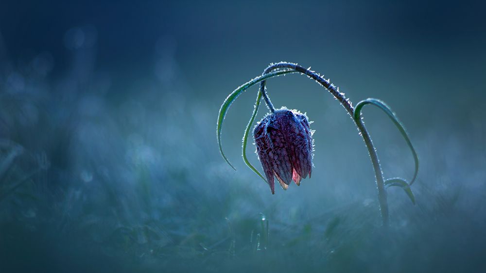 Frozen moonlight art print by Peter Bognar for $57.95 CAD