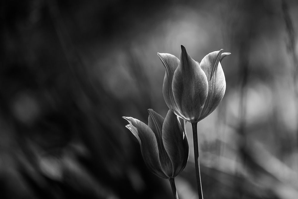 Tulips art print by Dusan Ljubicic for $57.95 CAD