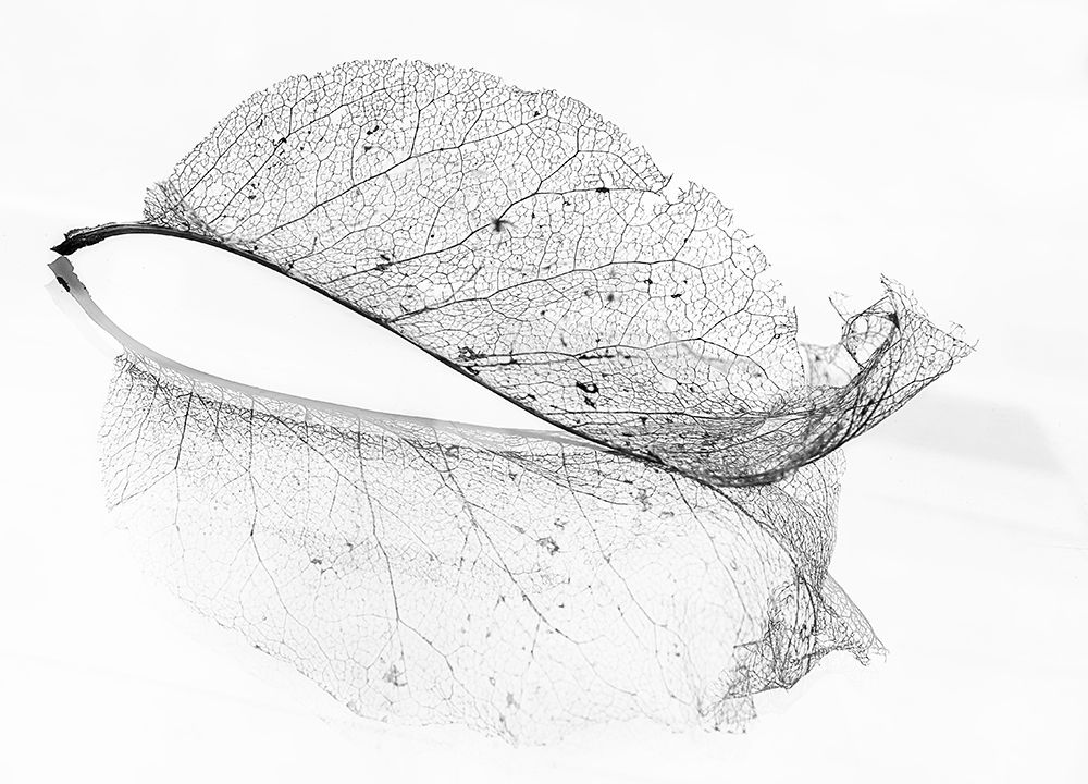 The Old Leaf art print by Katarina Holmstrom for $57.95 CAD