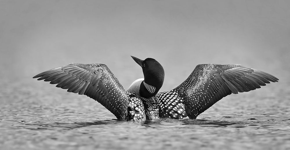 Common loon in black and white art print by Jim Cumming for $57.95 CAD