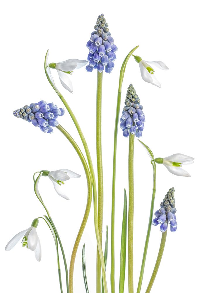 Muscari And Galanthus art print by Mandy Disher for $57.95 CAD
