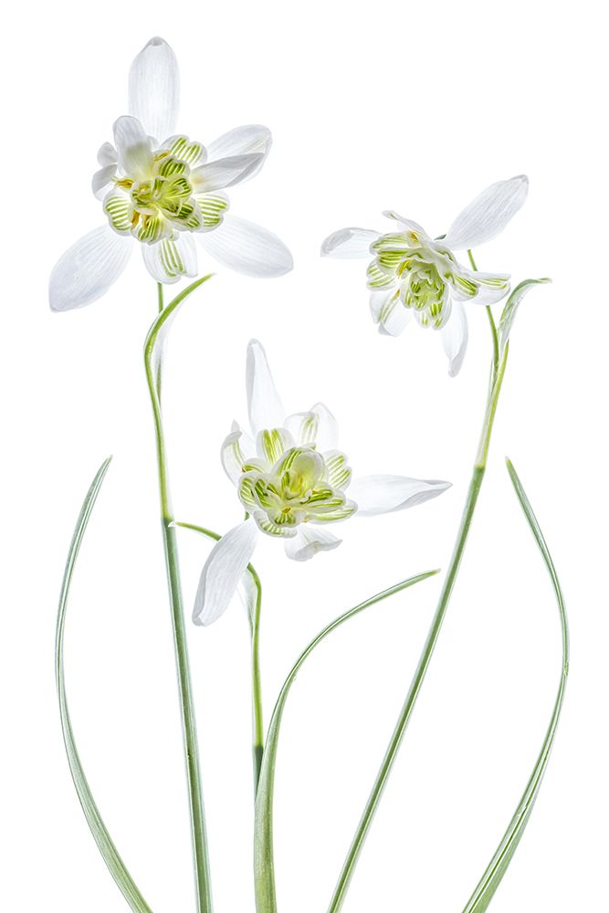 Galanthus Flore Pleno art print by Mandy Disher for $57.95 CAD