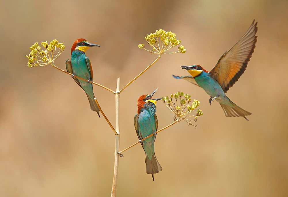 Bee-eaters - who will earn the Bee... art print by Shlomo Waldmann for $57.95 CAD