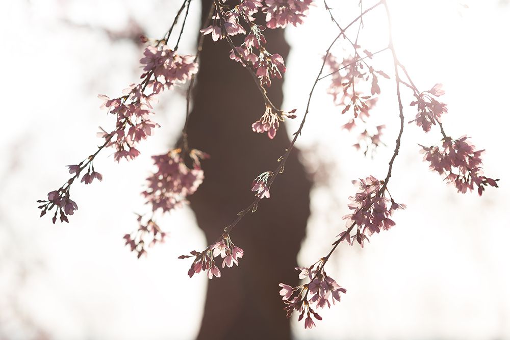 Sakura art print by Tsuneya Fujii for $57.95 CAD