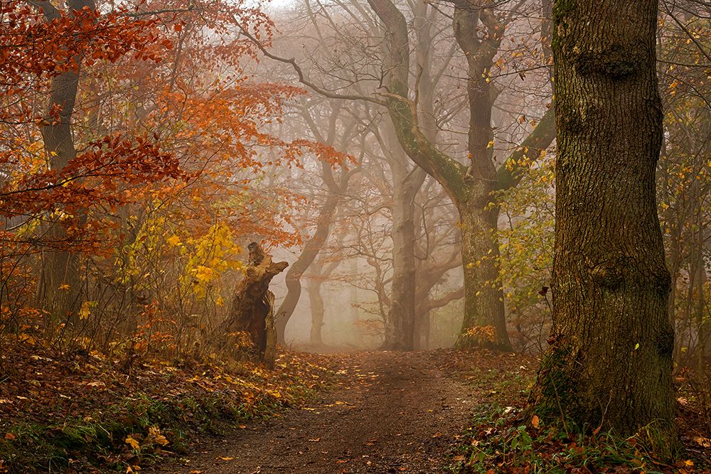My autumn walk art print by Leif Londal for $57.95 CAD