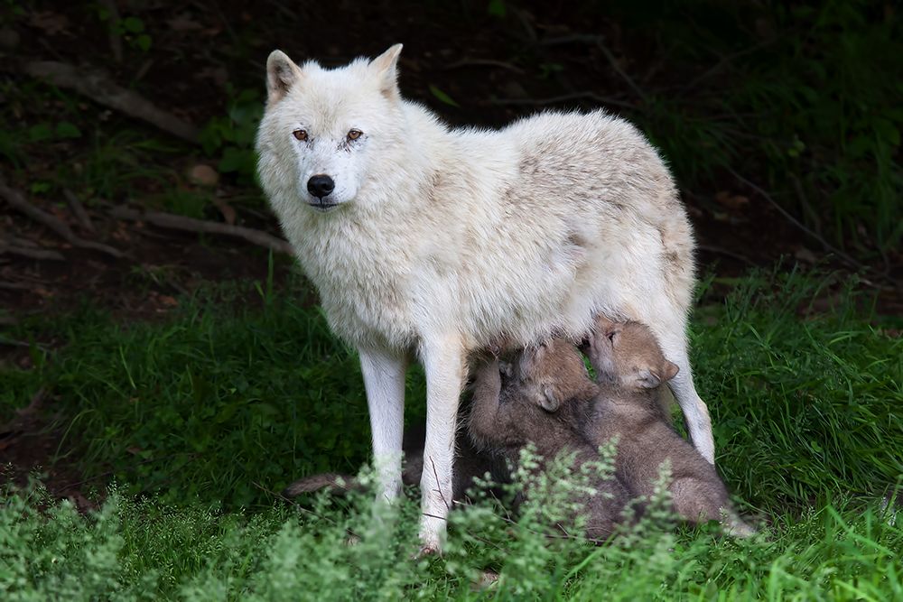 Arctic Wolves - Remus and Romulus art print by Jim Cumming for $57.95 CAD