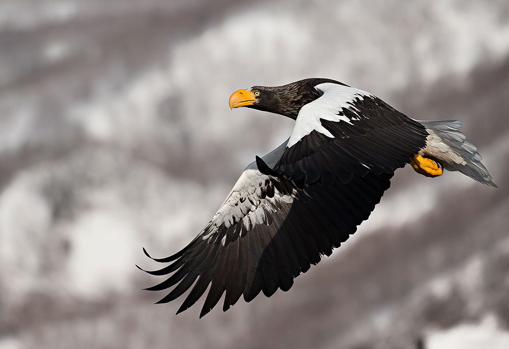 Stellars sea eagle art print by C.S. Tjandra for $57.95 CAD