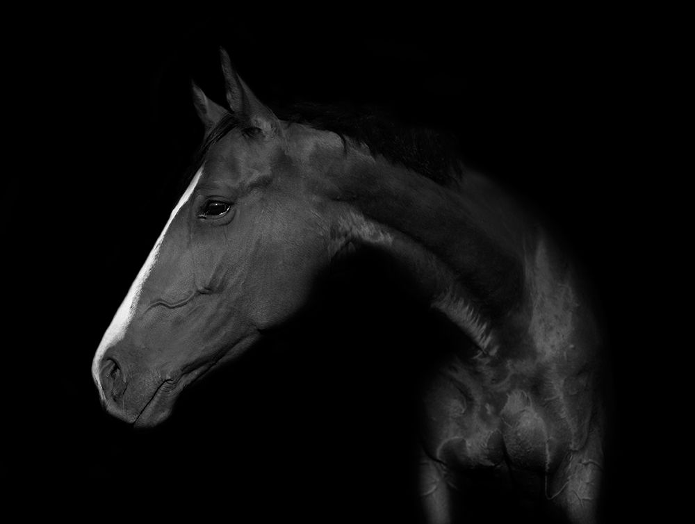My Horse art print by Wieteke De Kogel for $57.95 CAD