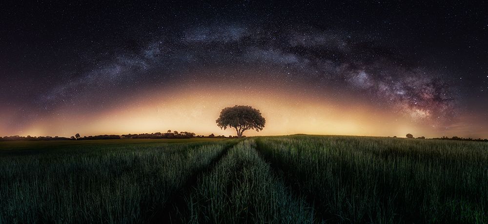 Milky Way Over Lonely Tree art print by Ivan Ferrero for $57.95 CAD