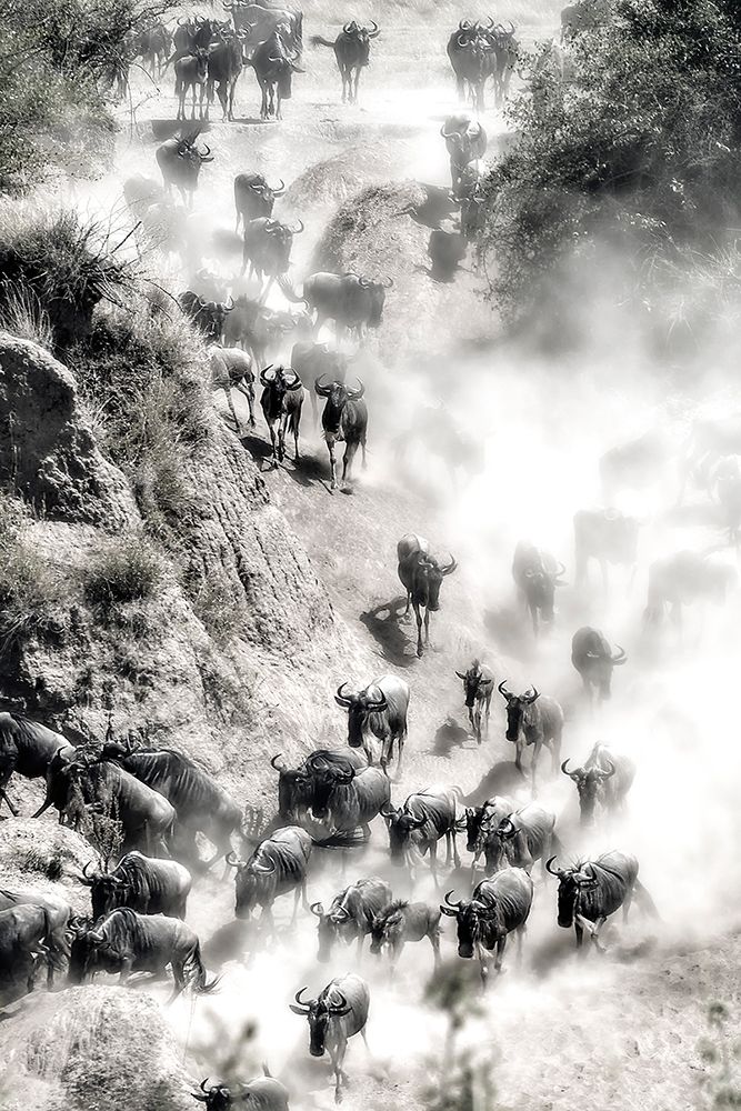 Great Migration art print by Hua Zhu for $57.95 CAD