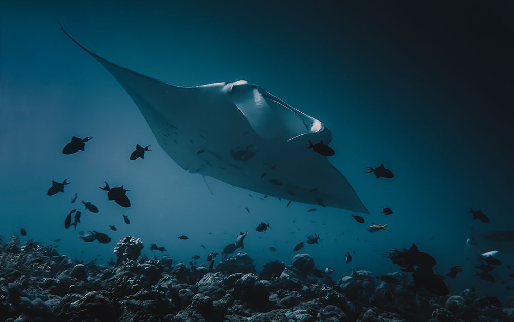 Mantas flight art print by Dmitriy Yevtushyk for $57.95 CAD