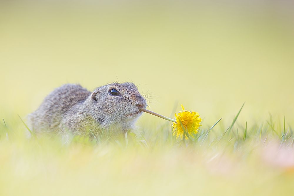 Springtime art print by Henrik Spranz for $57.95 CAD