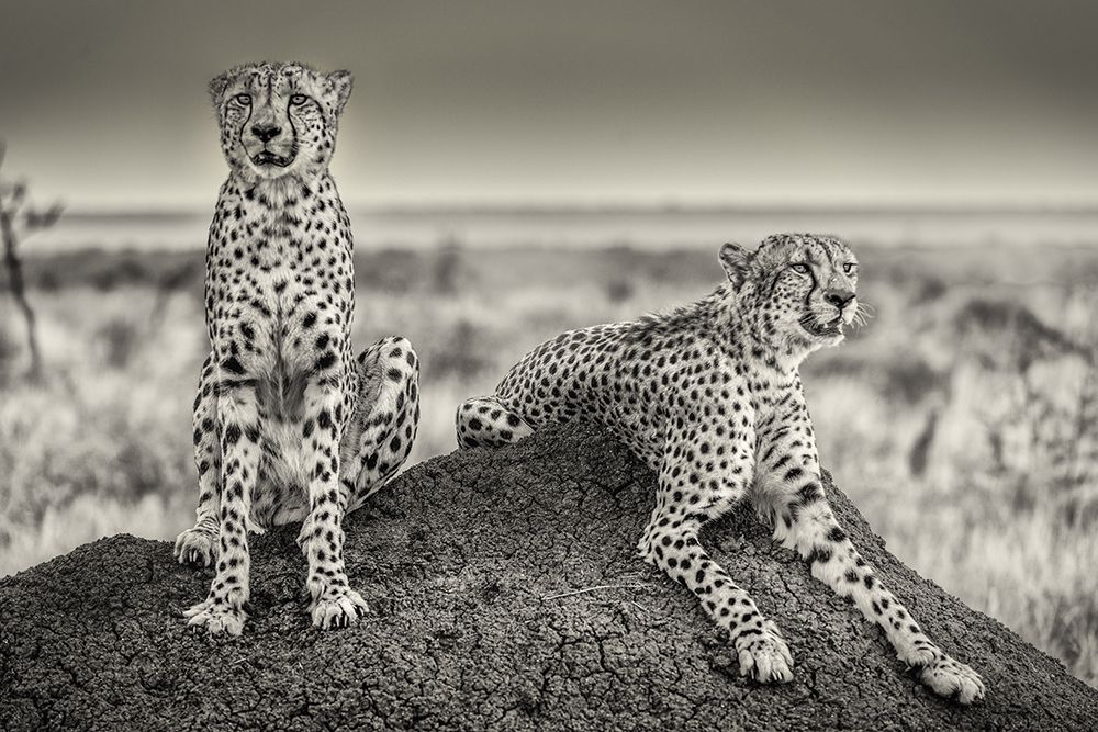 Two Cheetahs Watching Out art print by Henrike Scheid for $57.95 CAD