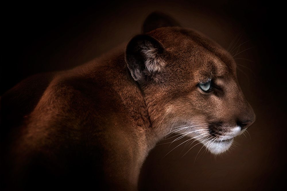 Puma art print by Doris Reindl for $57.95 CAD