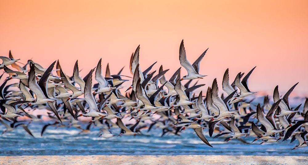 Black Skimmer art print by Dong Yu for $57.95 CAD